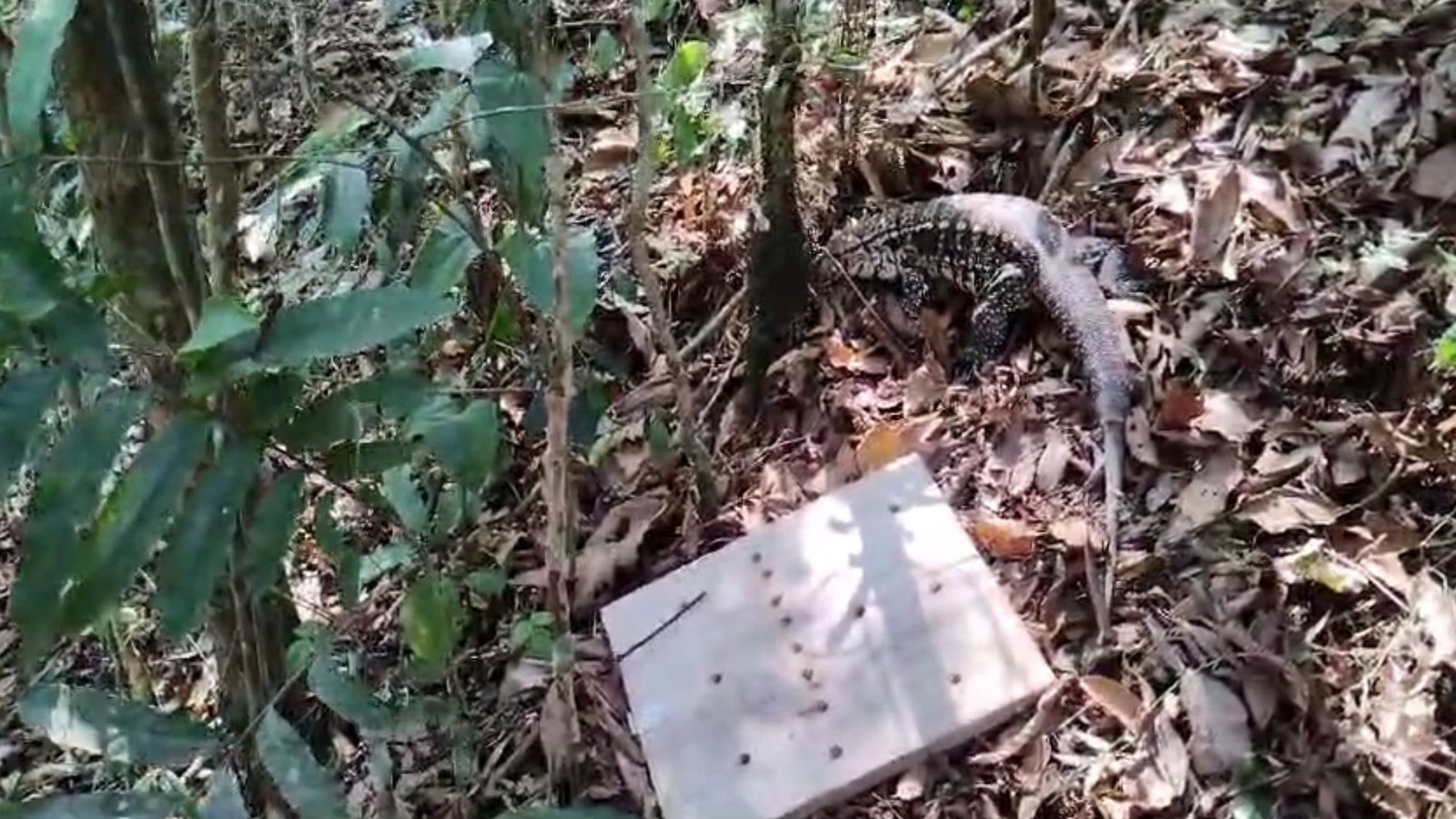 Fêmea de lagarto teiú grávida é encontrada dentro de uma casa no Rio