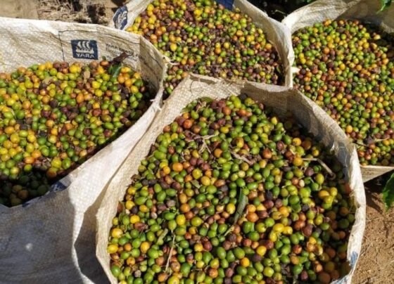 Produção de café no estado do Rio revela aumento de 127% no faturamento