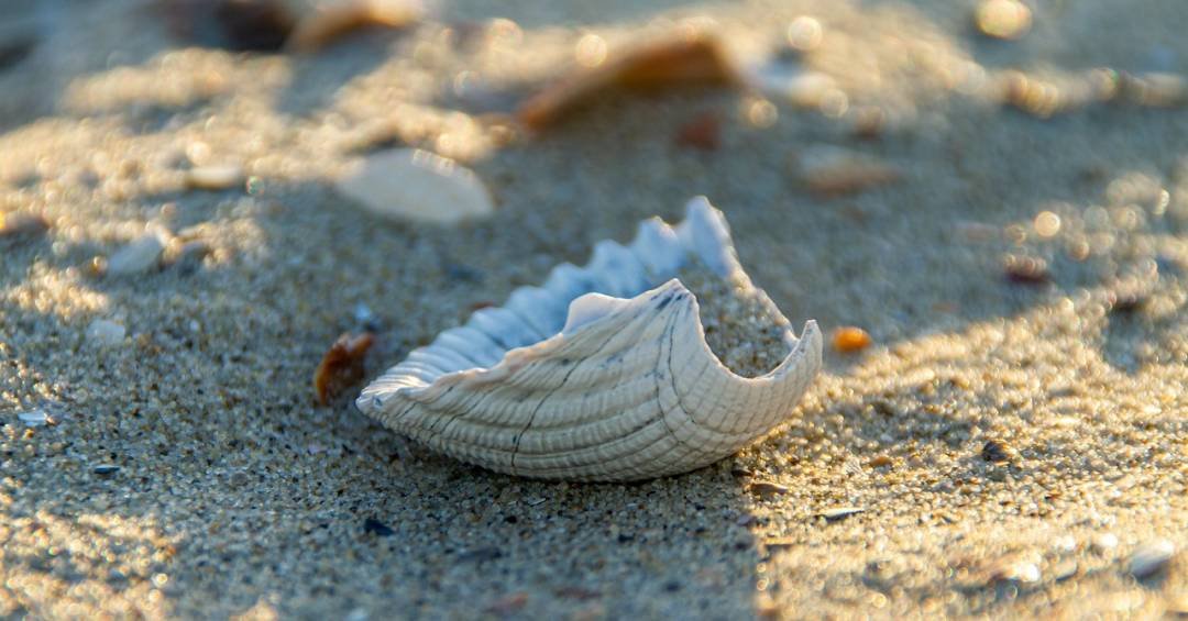 Catar conchas na praia é um ato inocente?