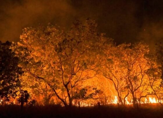 As queimadas são a principal ocorrência registrada no aplicativo; na foto, queimada em Roraima