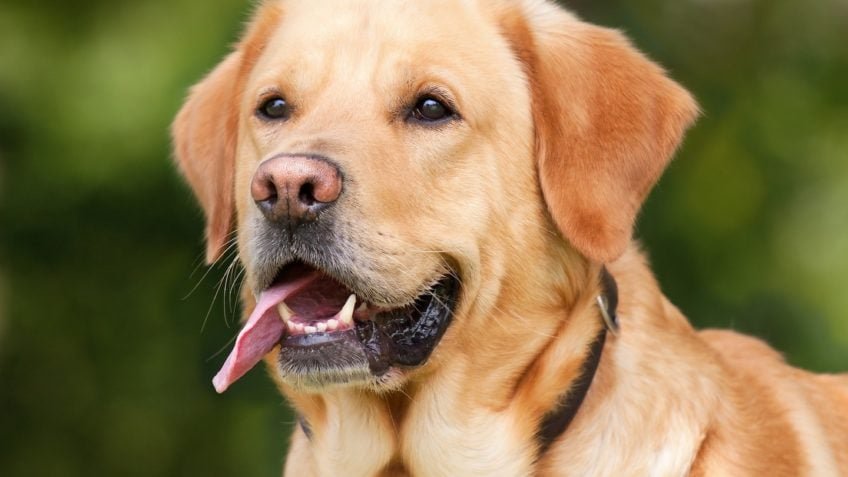 STF suspende lei que obriga transporte de animais em aviões