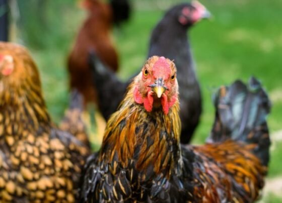 O Ministério da Agricultura e Pecuária já analisou 7 casos de gripe aviária